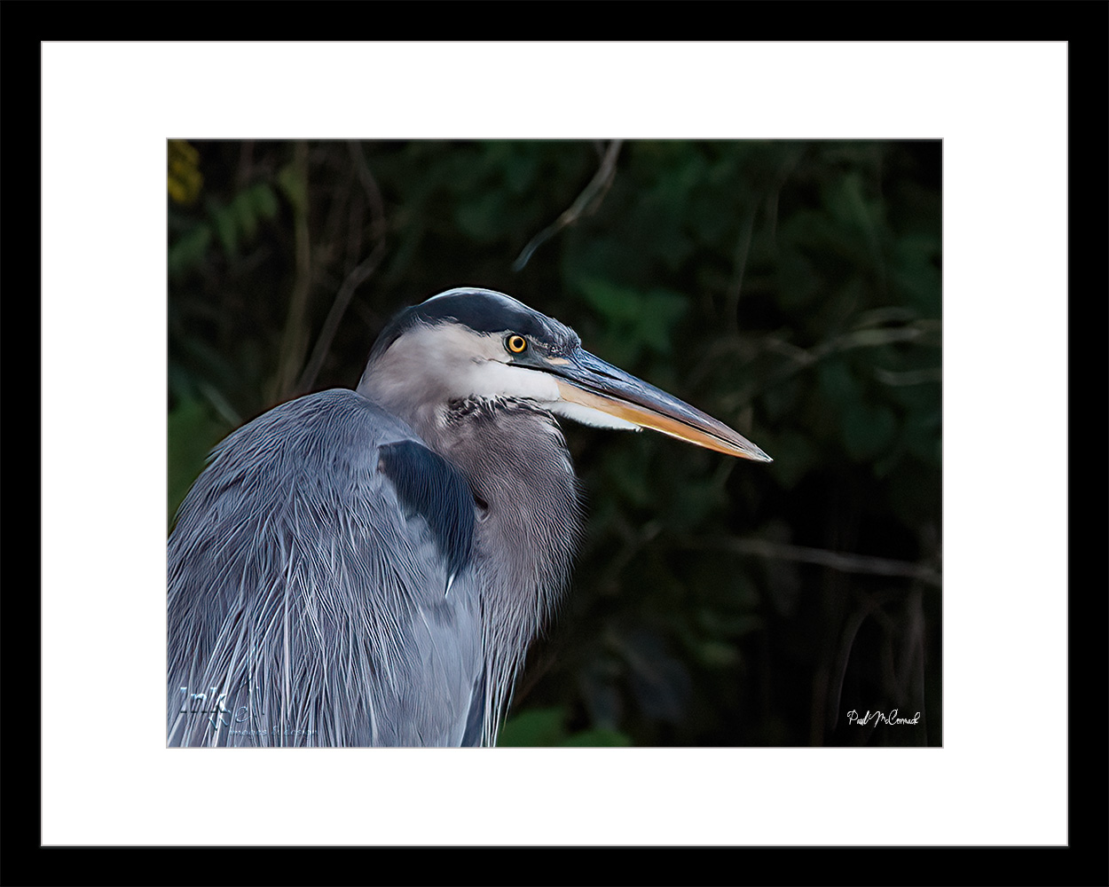 Art prints-birds, Heron