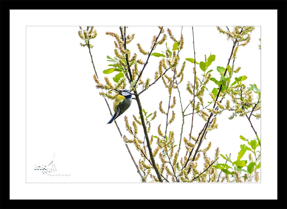 Art prints-birds, Eurasian blue tit