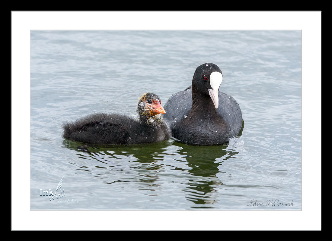 Art prints-birds, mamma and baby Eurasian Coot