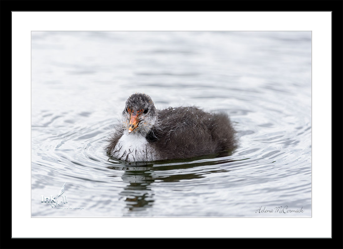 Art prints-birds, Baby Eurasian Coot