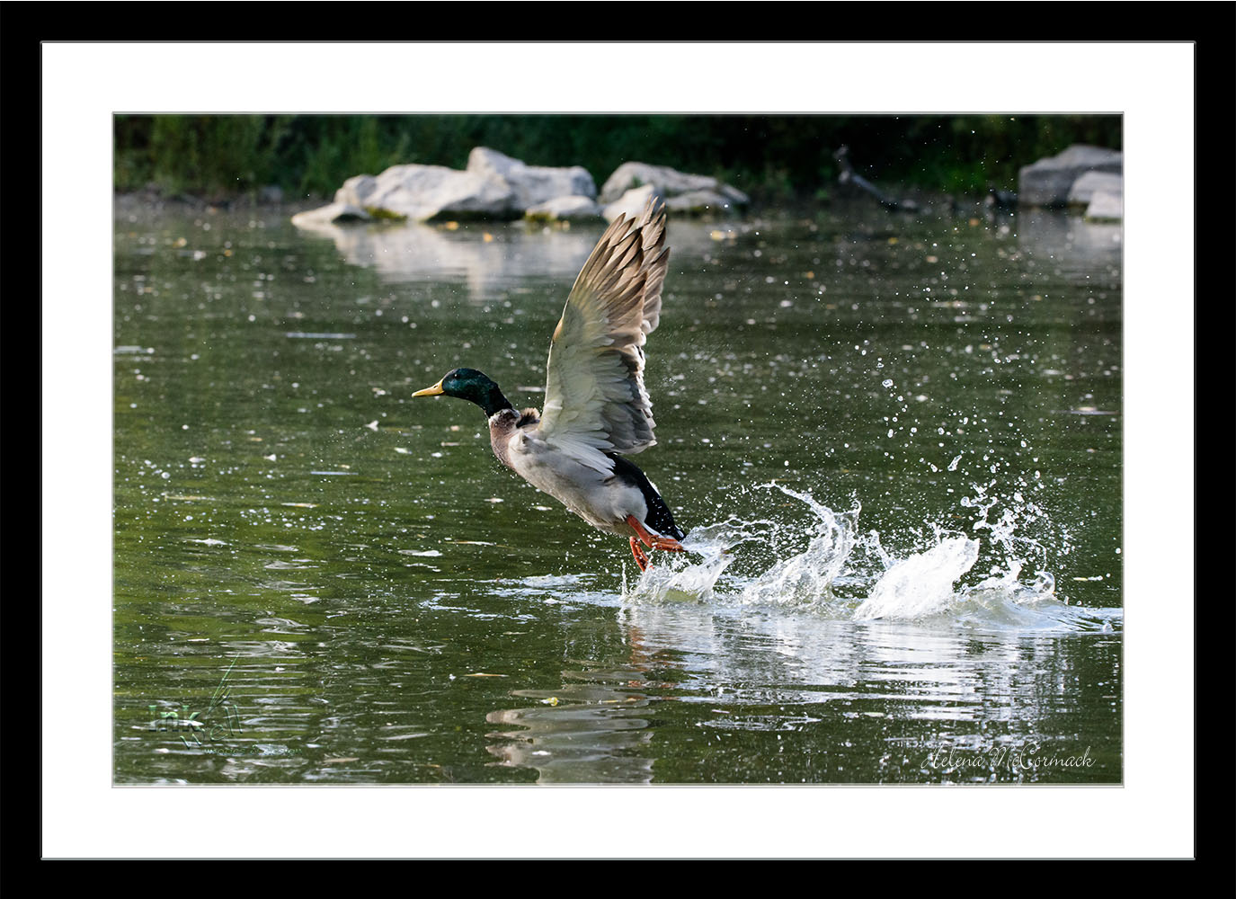 Art prints-birds, Mallard taking flight from water
