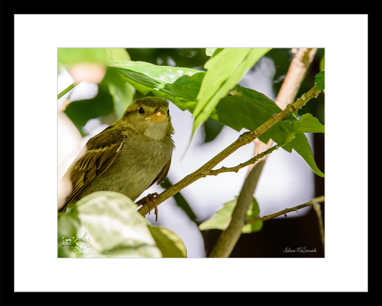 Art prints-birds, House Sparrow under Branch
