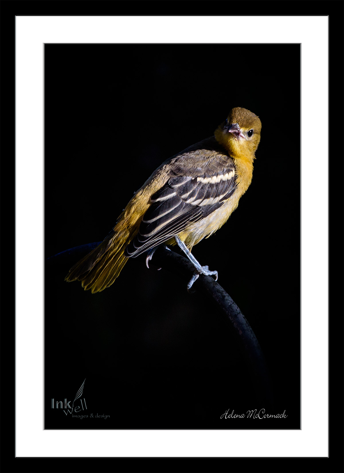 Art prints-birds, Female Baltimore Oriole