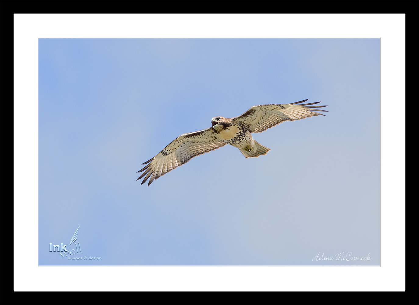 Art prints-birds, Immature Red Tail Hawk