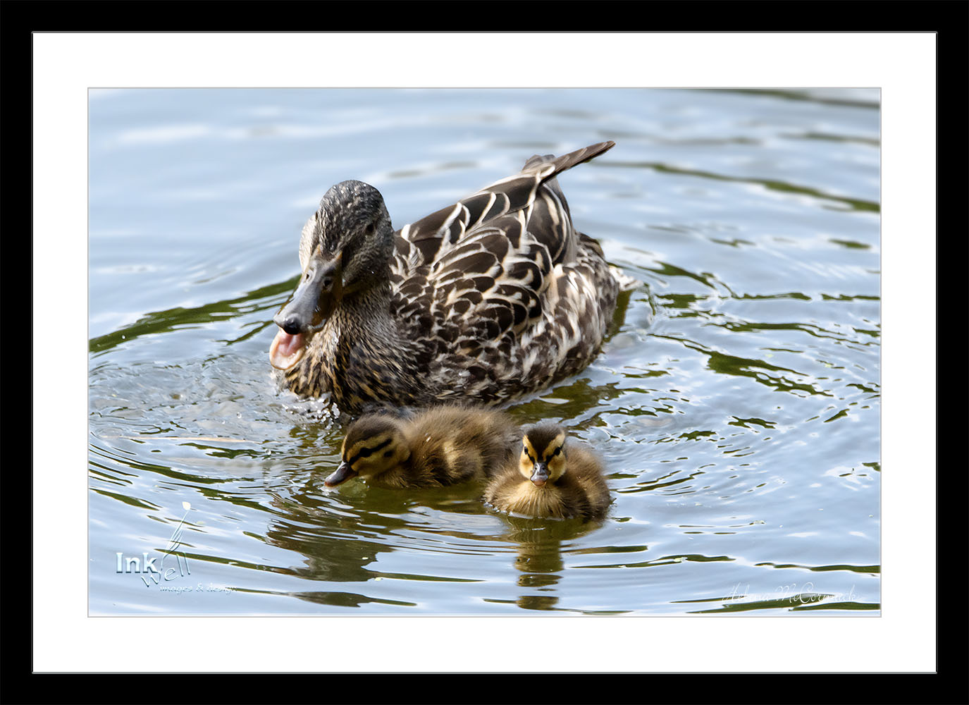 Art prints-birds, Mamma Mallard with Ducklings