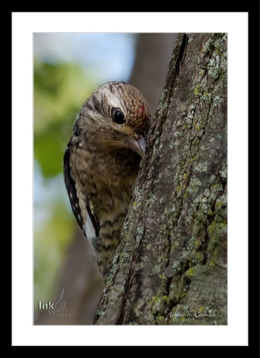 Art prints-birds, Yellow-Bellied Sapsucker