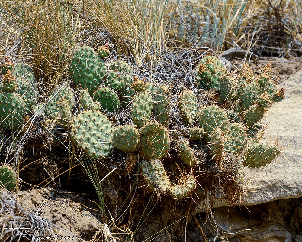 Art prints-details/macro, Drumheller's Wonder