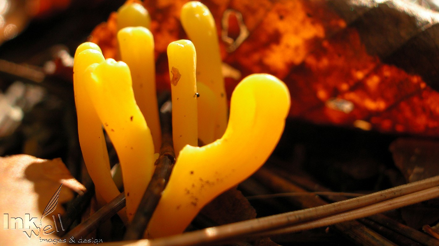 Art prints-details/macro, Forest Fungus