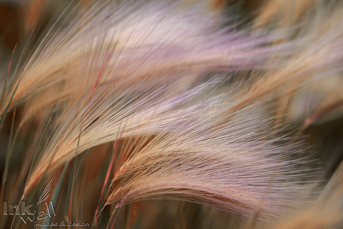 Art prints-details/macro, Wind on A Field