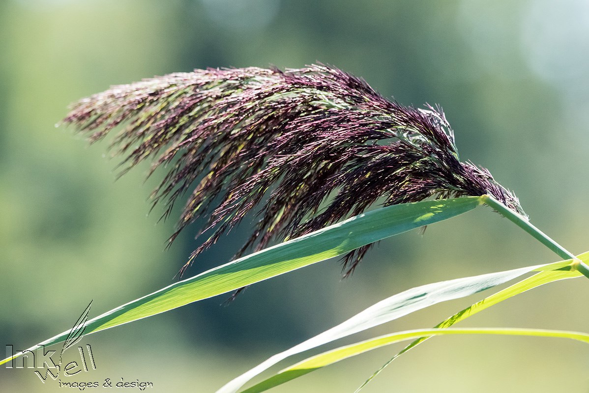 Art prints-details/macro, Blade of Grass