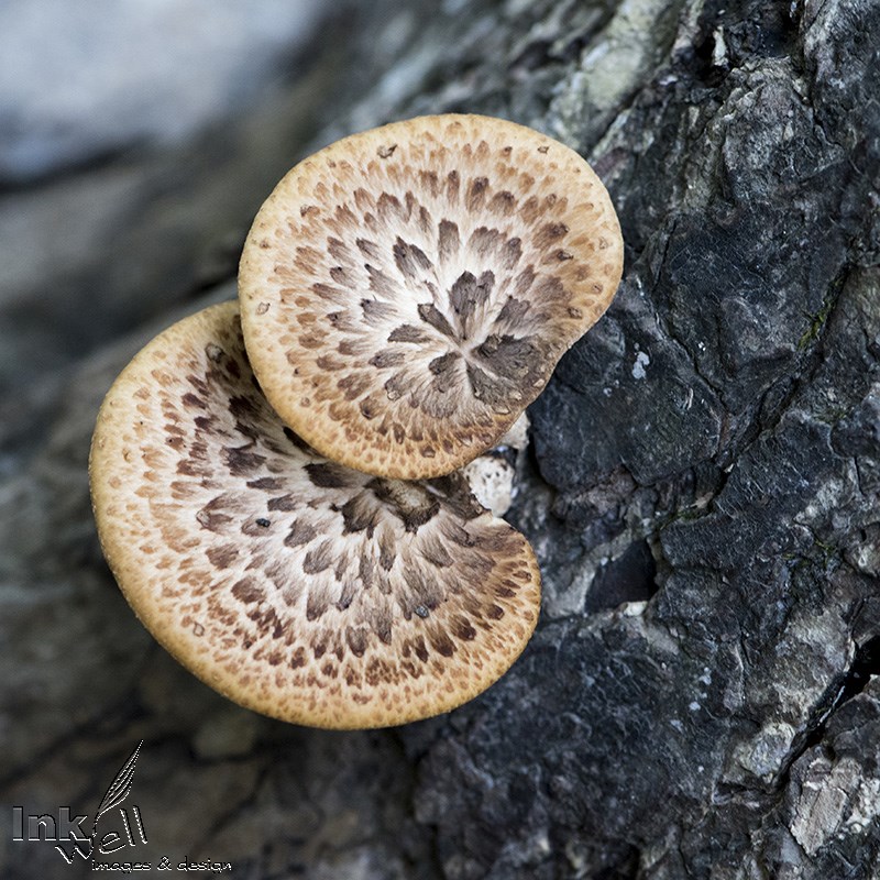 Art prints-details/macro, Hanging On