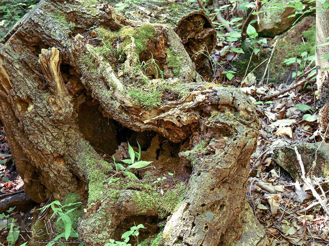 Art prints-details/macro, Rebirth