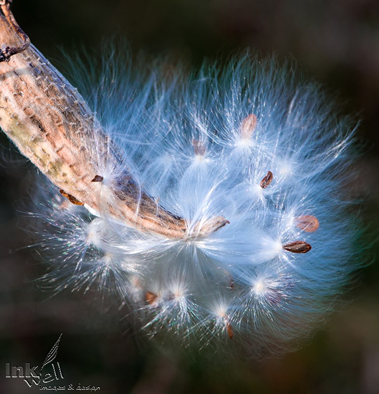 Art prints-details/macro, Milk Weed Explosion