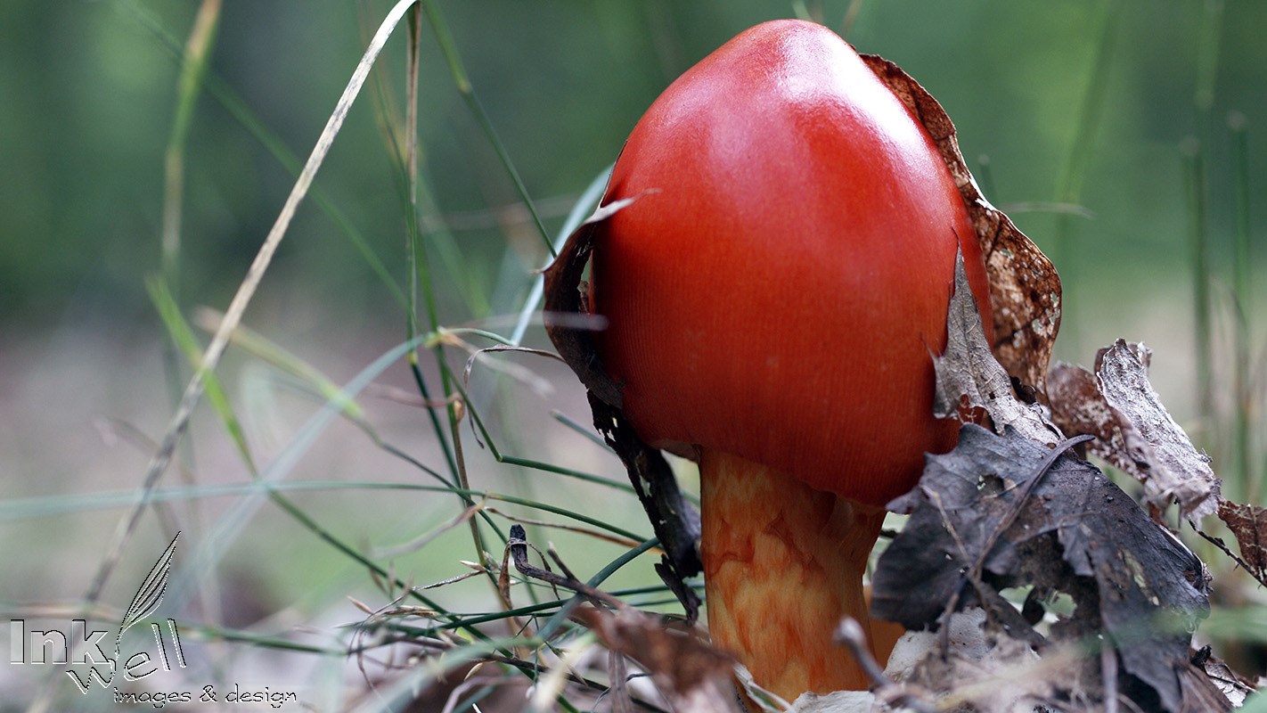 Art prints-details/macro, Birth of a Mushroom