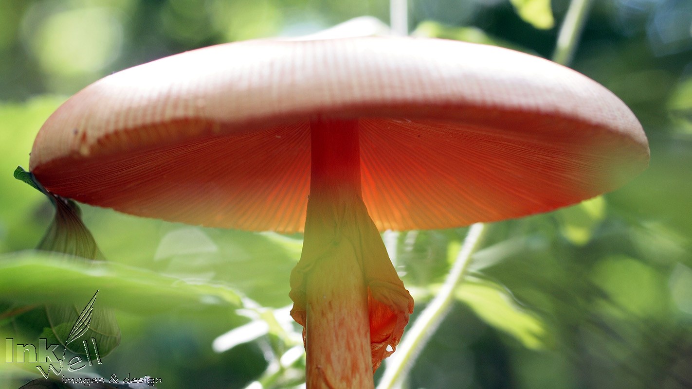 Art prints-details/macro, Magical Mushroom