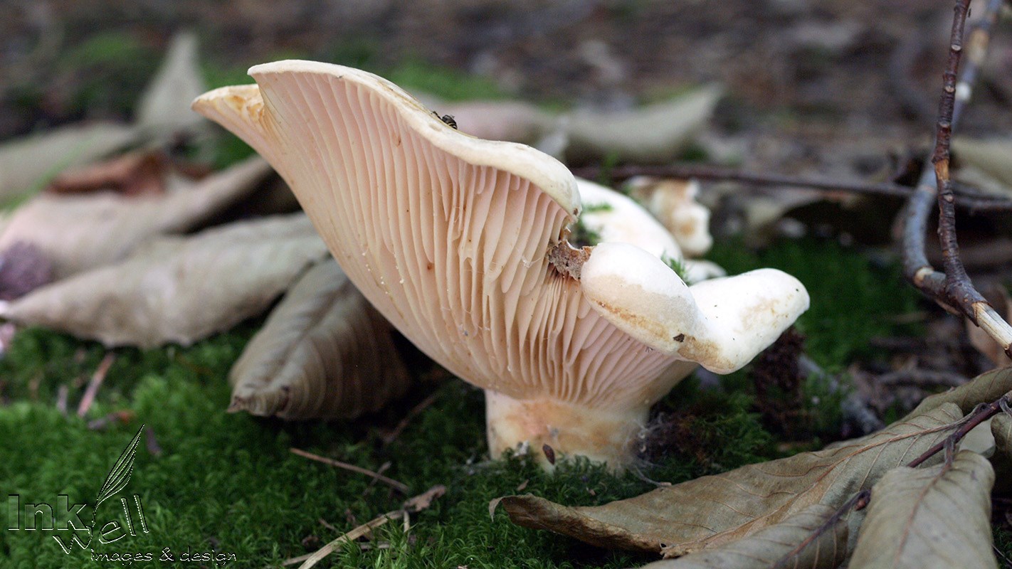 Art prints-details/macro, Forest floor