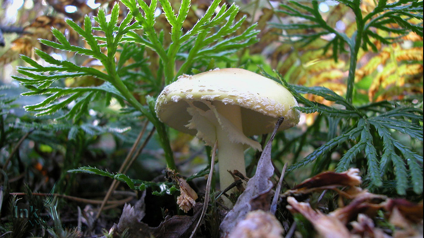 Art prints-details/macro, Life