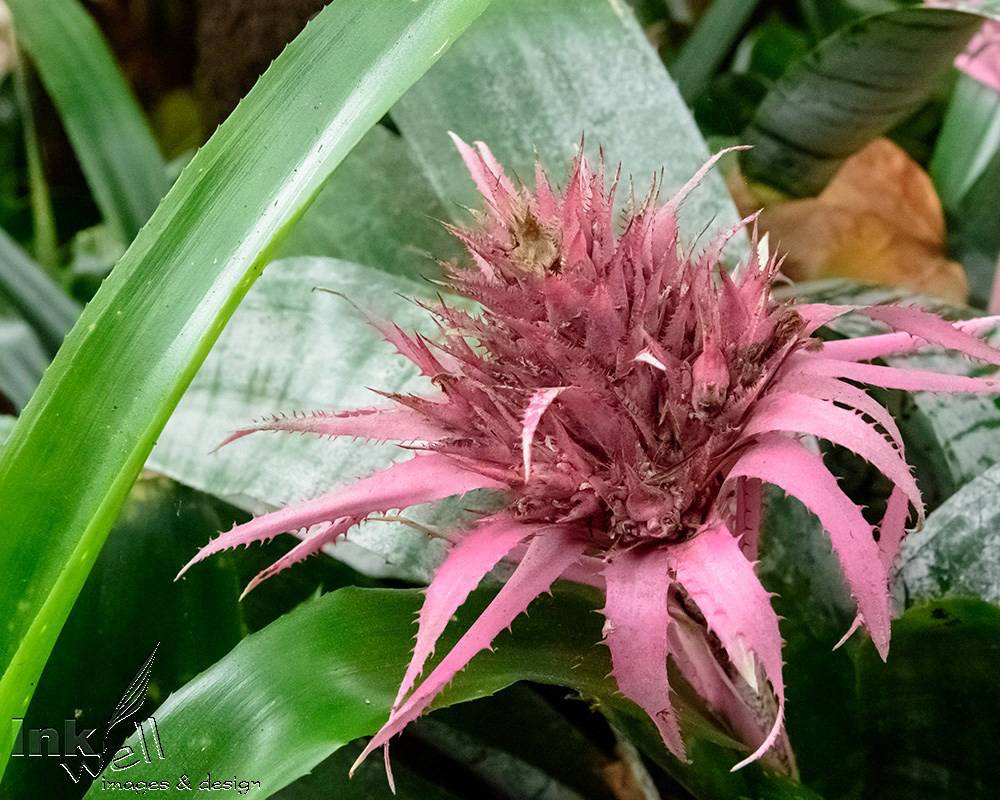 Art prints-flowers, Aechmea Fasciata, Urn Plant