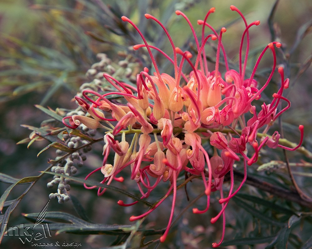 Art prints-flowers, Australian; Grevilleas