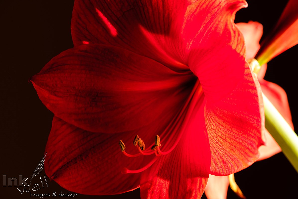 Art prints-flowers, Amaryllis