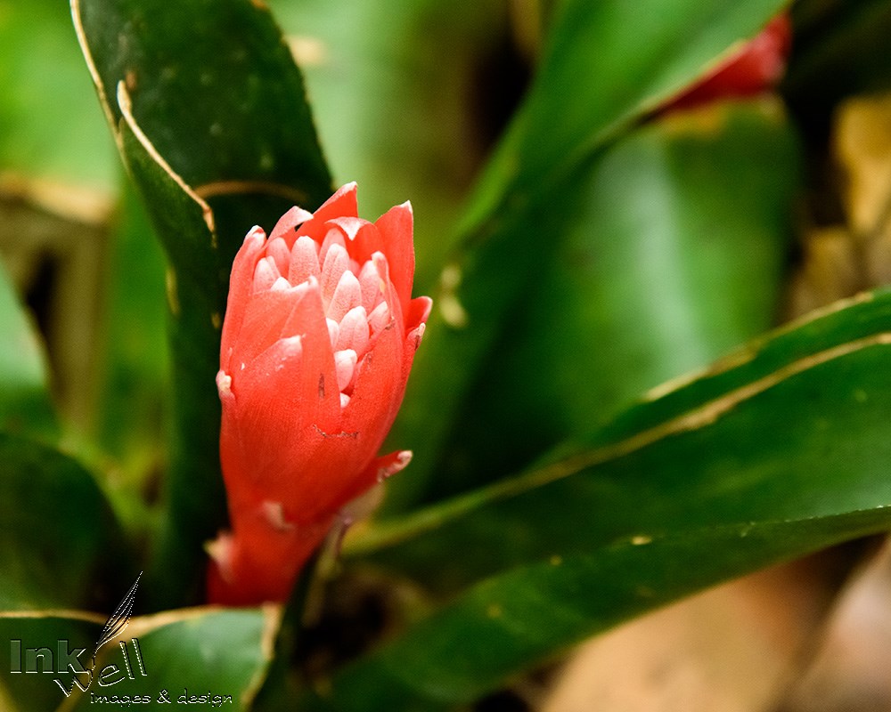 Art prints-flowers, Native to Australia