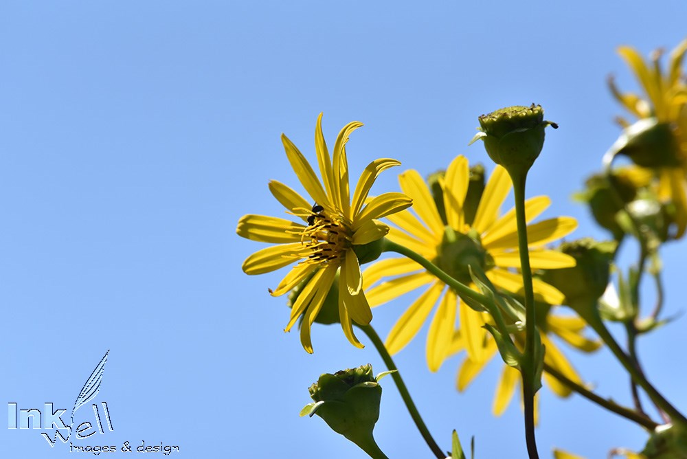 Art prints-flowers, Silphium (daisy family)