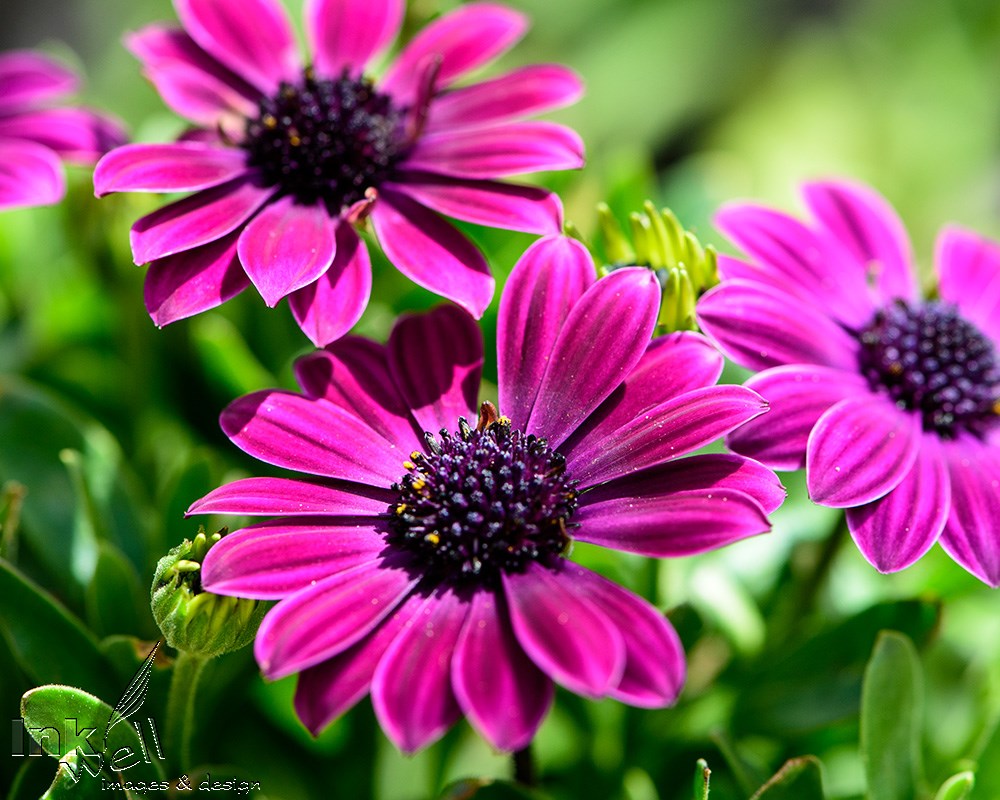 Art prints-flowers, Daisy