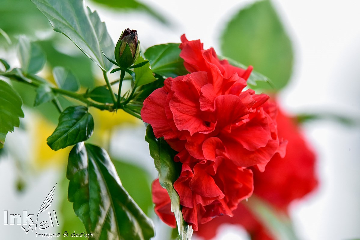 Art prints-flowers, Double Hibiscus