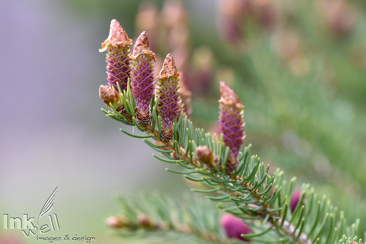 Art prints-flowers, Pine Cones