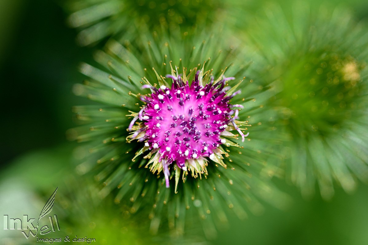Art prints-flowers, Burdock