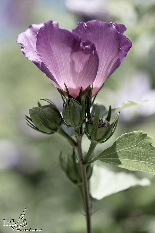 Art prints-flowers, Rose of Sharon (common Hibiscus)