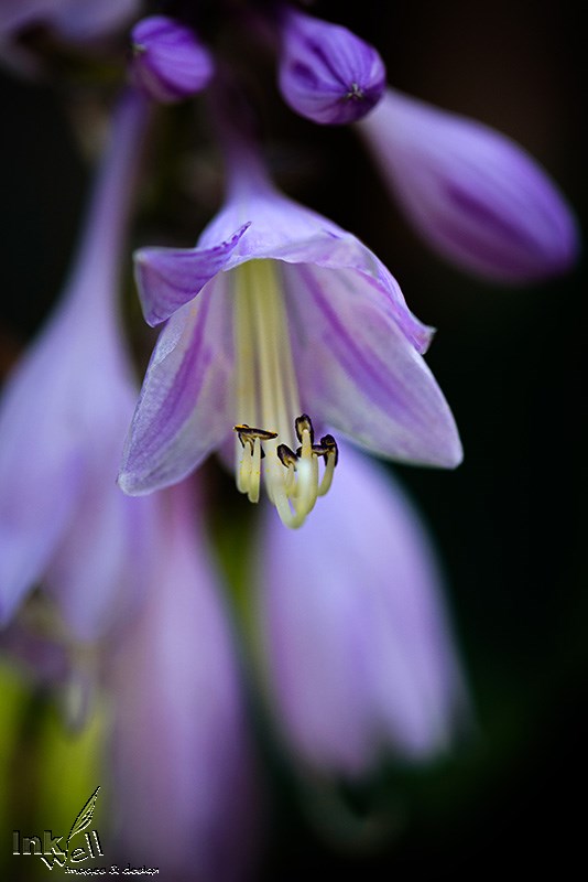 Art prints-flowers, Hosta