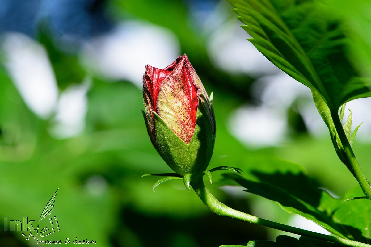 Art prints-flowers, Double Hibiscus