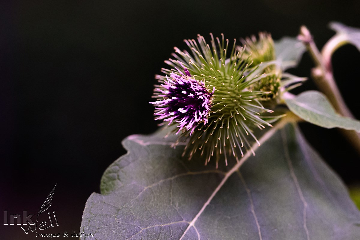 Art prints-flowers, Burdock