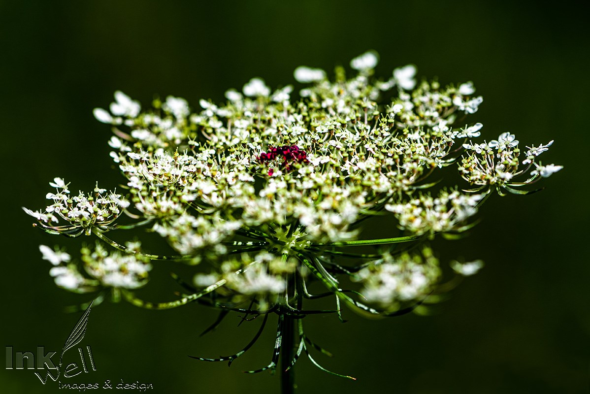 Art prints-flowers, Bird's Nest, Bishop's Lace, Queen Anne's Lace, Wild Carrot