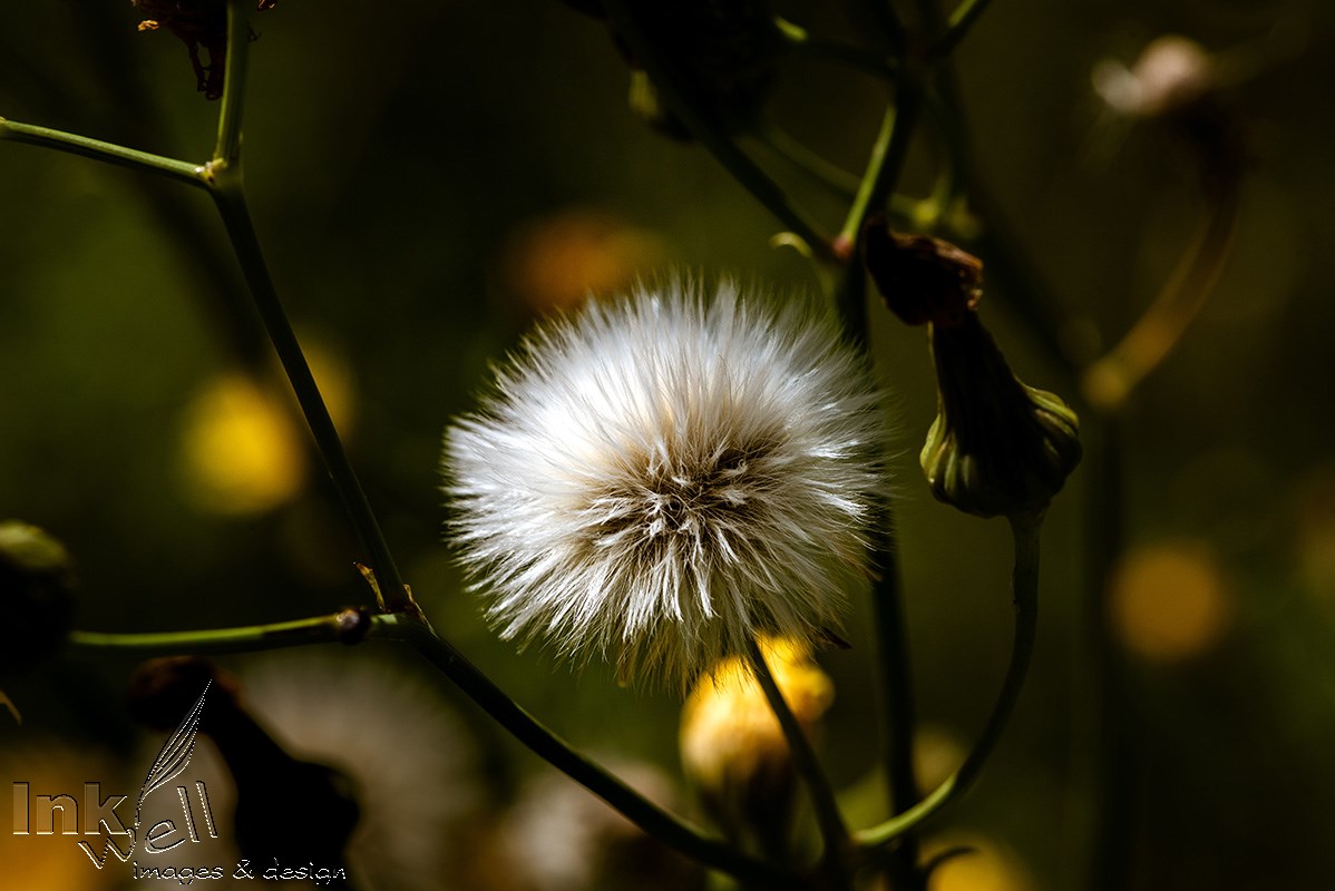 Art prints-flowers, Perennial Sow Thistle