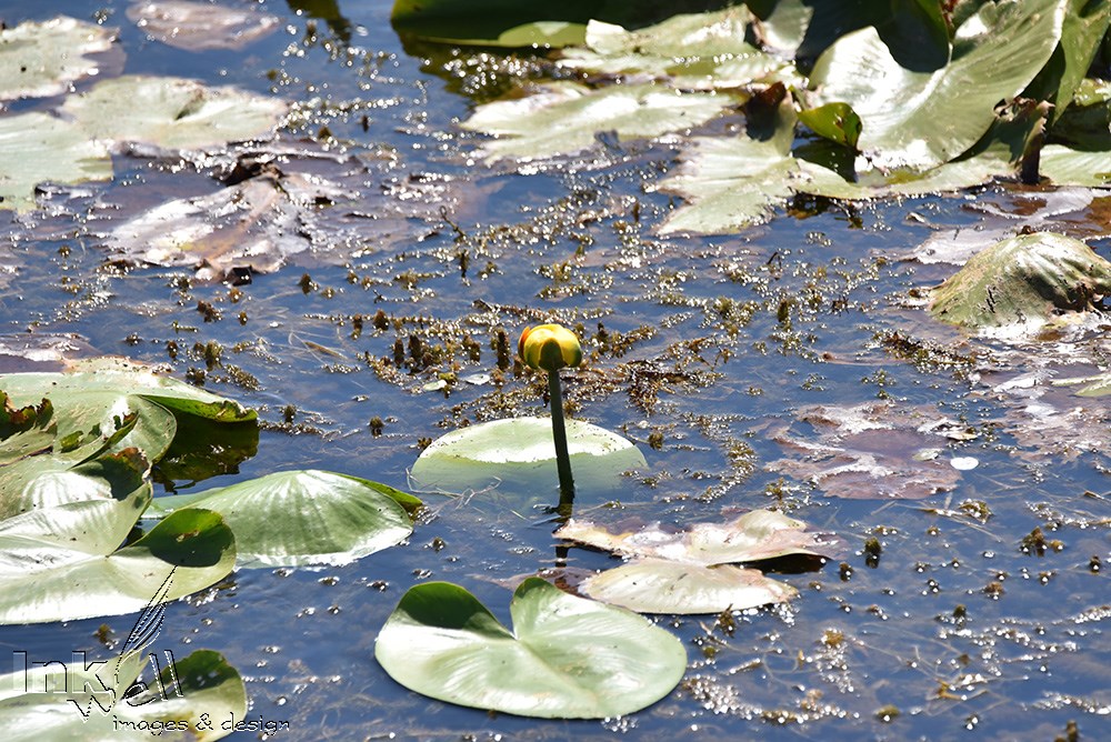 Art prints-flowers, Water Lily