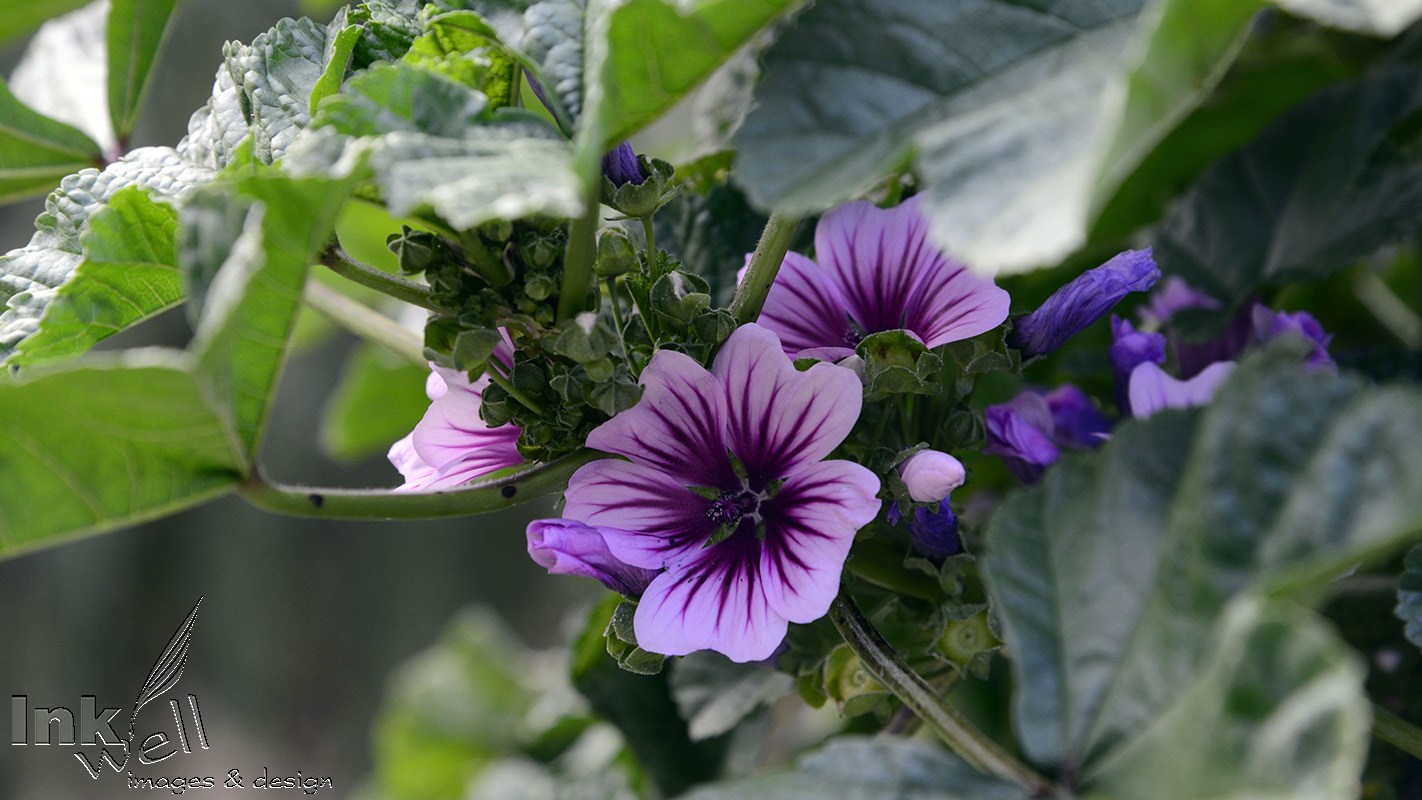 Art prints-flowers, Malva