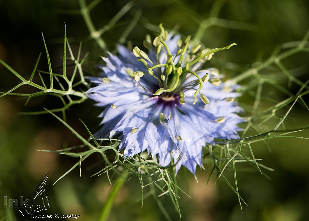 Art prints-flowers, Nigella Damascena (Love-in-a-Mist)