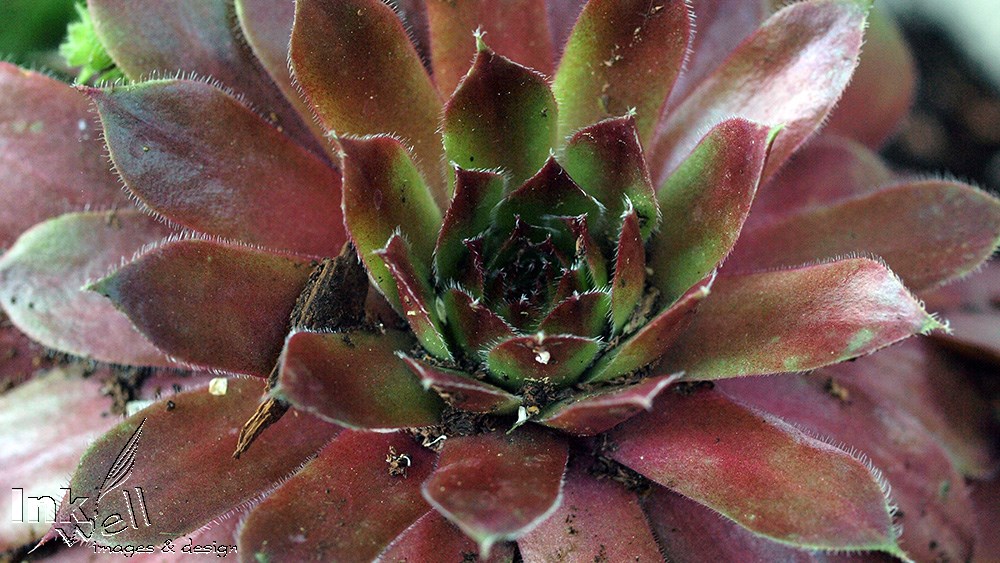 Art prints-flowers, Houseleek