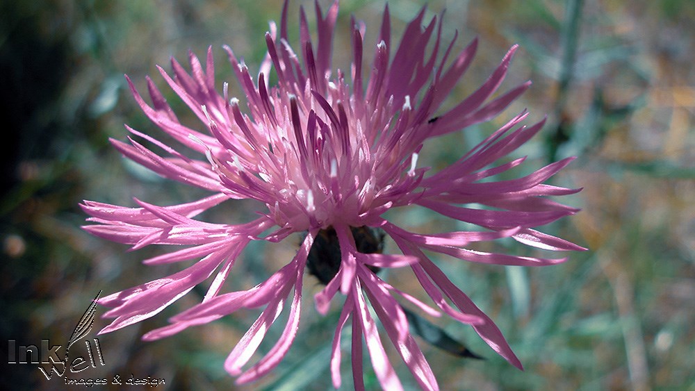 Art prints-flowers, Pink Flower