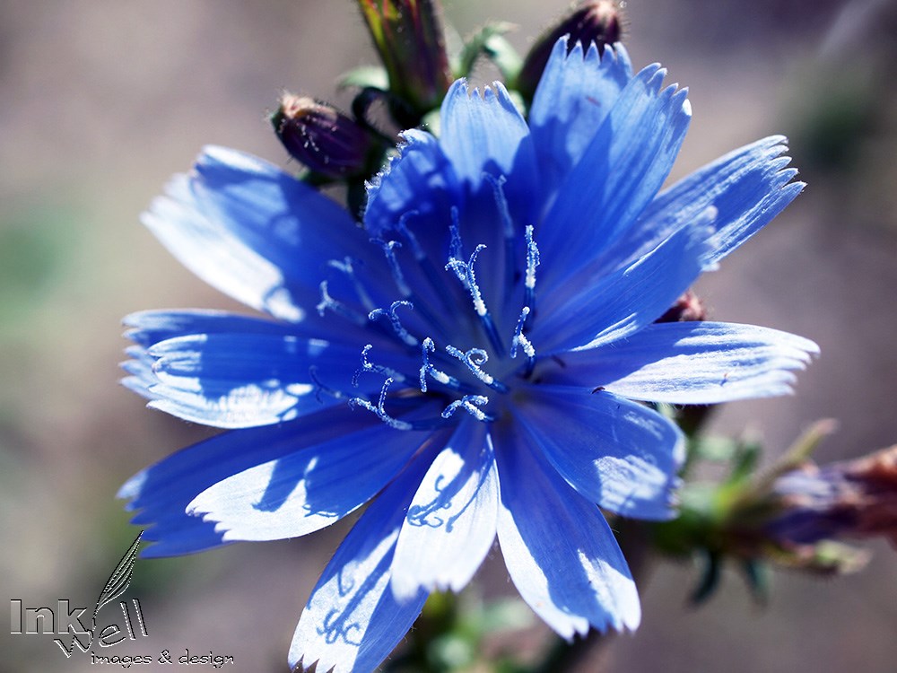 Art prints-flowers, chicory