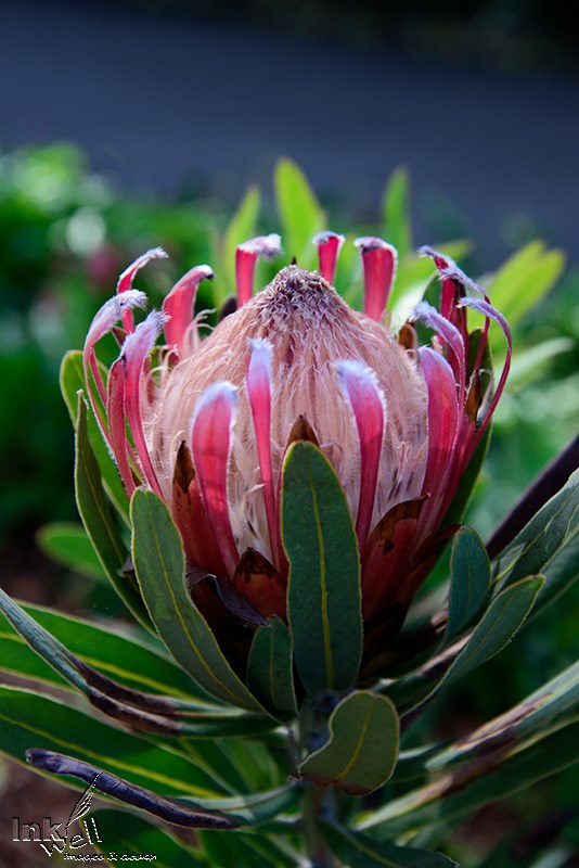 AArt prints-flowers, (Australian) Protea or more common Pincushion Flower