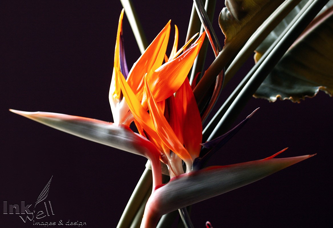 Art prints-flowers, bird-of-paradise (Strelitzia reginae)