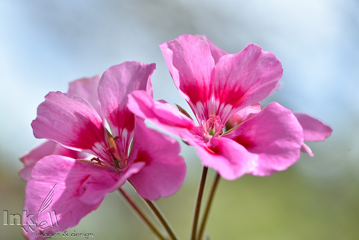 Art prints-flowers, Pink Flower
