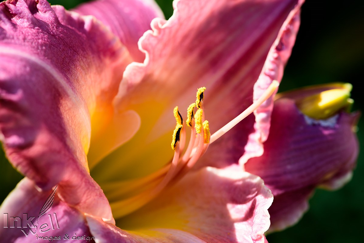 Art prints-flowers, Pink Lily