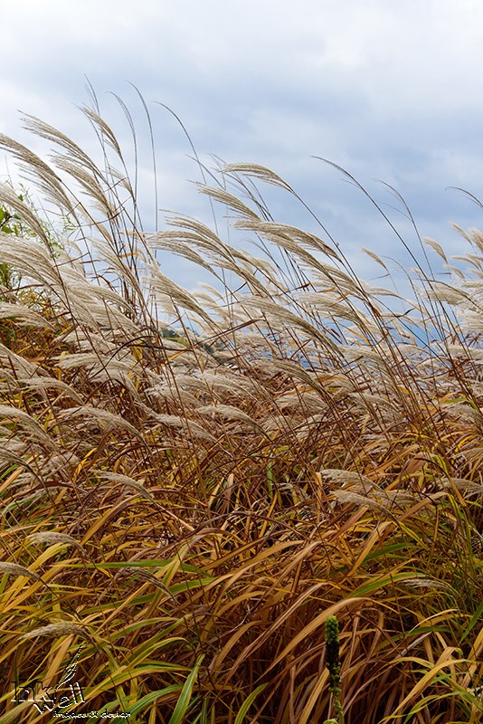 Art prints-landscape, Elmhurst, ON