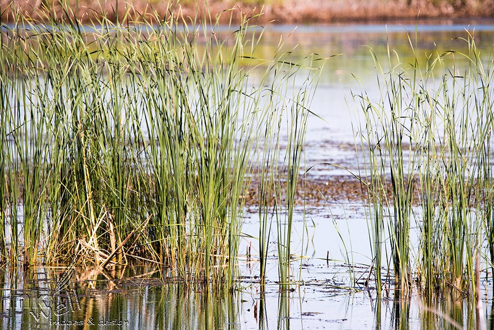 Art prints-landscape, Longpoint, ON