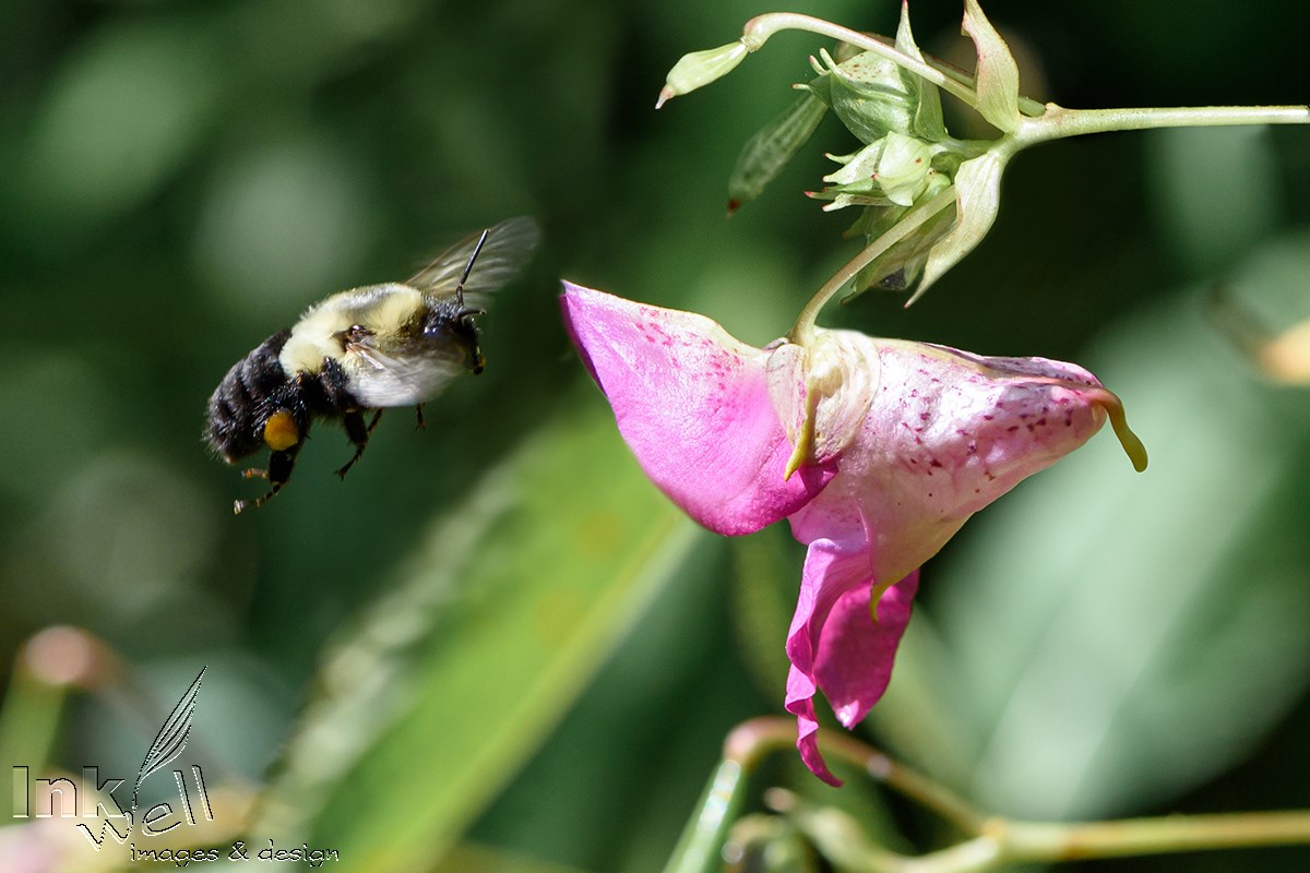 Art prints-wildlife, Bee approaching Flower