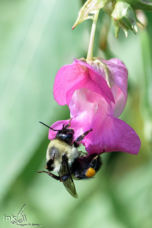 Art prints-wildlife, Bee sucking nectar